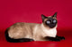 Beautiful Cat  on Red Background Wall Mural