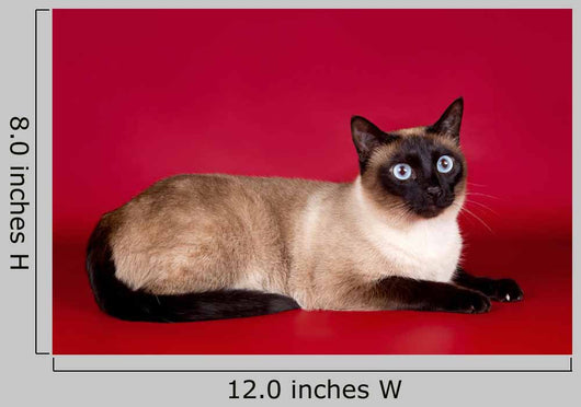 Beautiful Cat  on Red Background Wall Mural