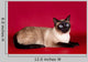 Beautiful Cat  on Red Background Wall Mural