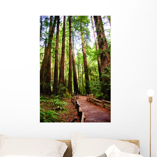 Trail Muir Wood Redwood