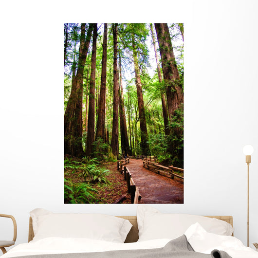 Trail Muir Wood Redwood