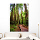 Trail Muir Wood Redwood