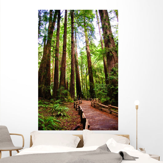 Trail Muir Wood Redwood