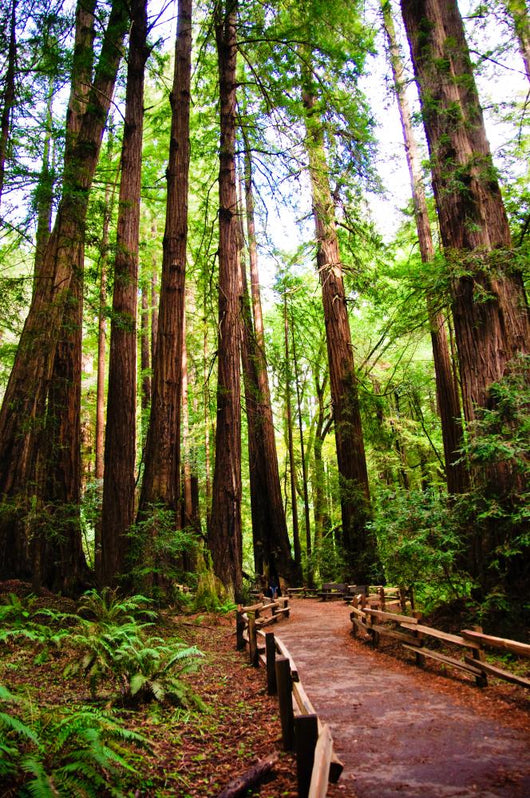 Trail Muir Wood Redwood