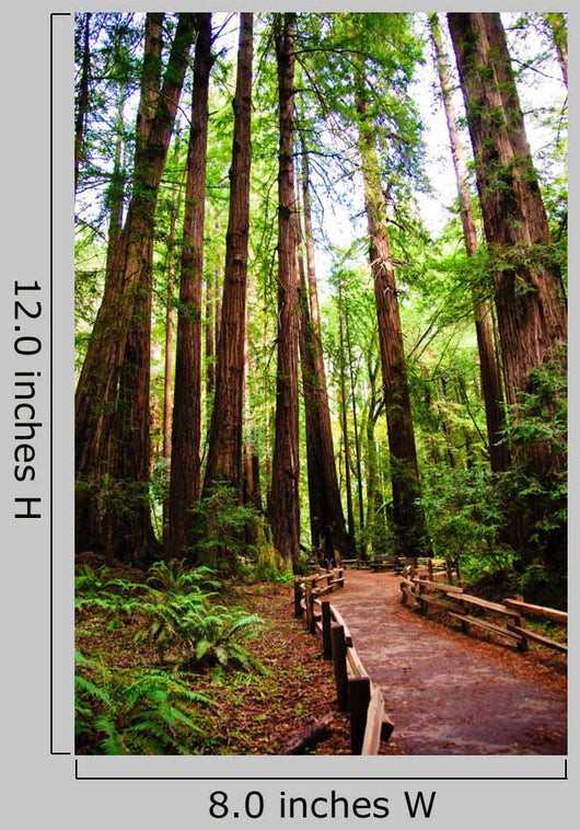 Trail Muir Wood Redwood