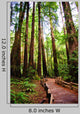 Trail Muir Wood Redwood