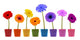 collection of daisy flower on white background Wall Decal
