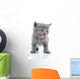 Fuuny Gray Kitten
