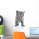 Fuuny Gray Kitten