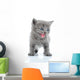 Fuuny Gray Kitten