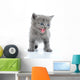 Fuuny Gray Kitten