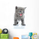 Fuuny Gray Kitten