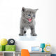 Fuuny Gray Kitten