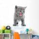 Fuuny Gray Kitten
