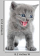 Fuuny Gray Kitten