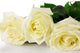White Roses