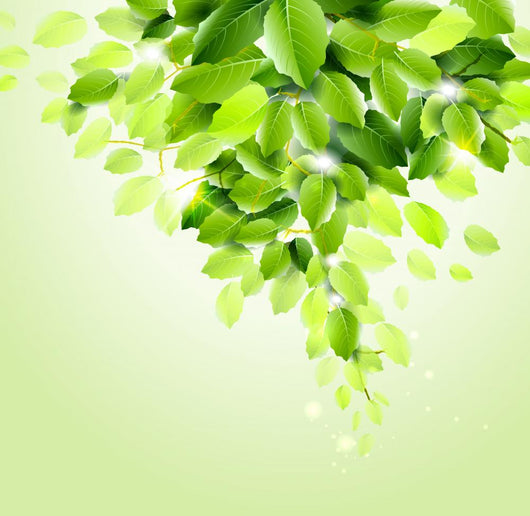 Fresh Green Leaves Vector