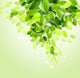 Fresh Green Leaves Vector