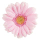Pink Gerbera Flower