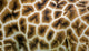 giraffe skin Wall Mural