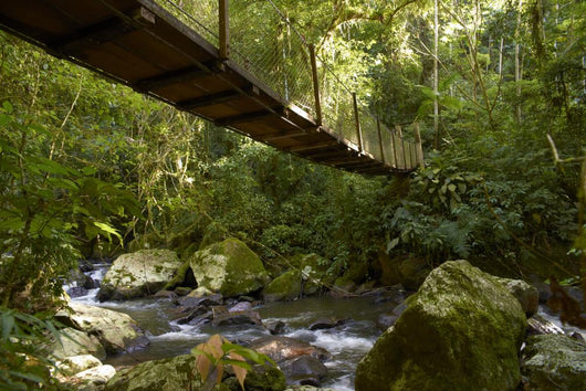 Suspension bridge in the rain forest Wall Mural