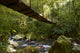 Suspension bridge in the rain forest Wall Mural