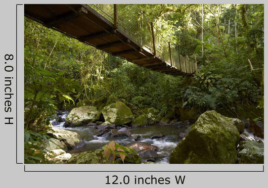 Suspension bridge in the rain forest Wall Mural
