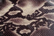Snakeskin Wall Decal