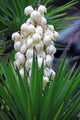 Yucca baccata Flower Wall Mural