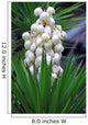 Yucca baccata Flower Wall Mural