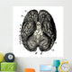 Cerveau Human