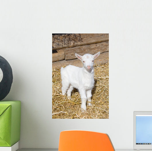Young  goat. Wall Mural