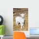 Young  goat. Wall Mural