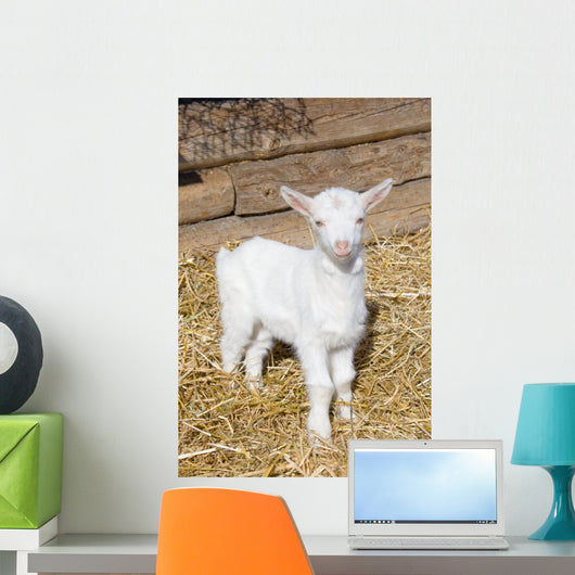Young  goat. Wall Mural