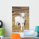Young  goat. Wall Mural
