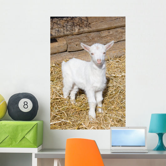 Young  goat. Wall Mural