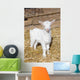 Young  goat. Wall Mural