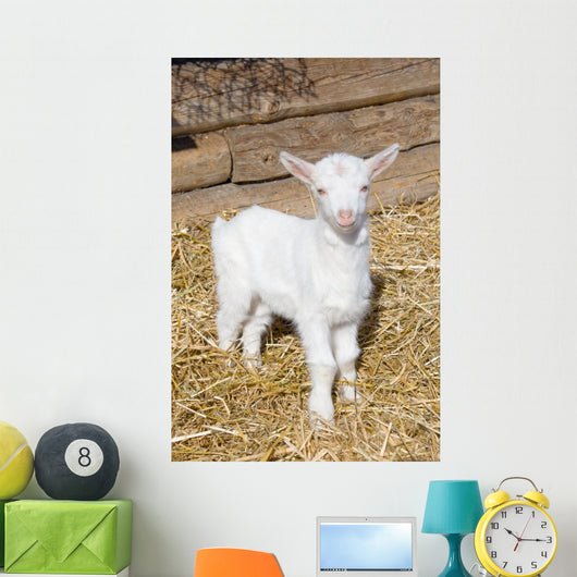 Young  goat. Wall Mural