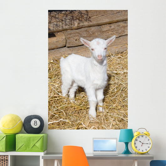 Young  goat. Wall Mural