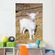 Young  goat. Wall Mural