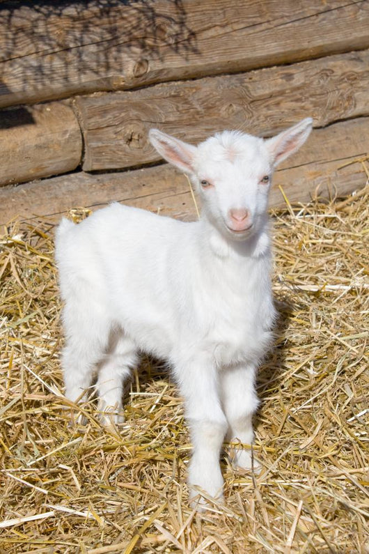 Young  goat. Wall Mural