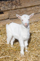 Young  goat. Wall Mural