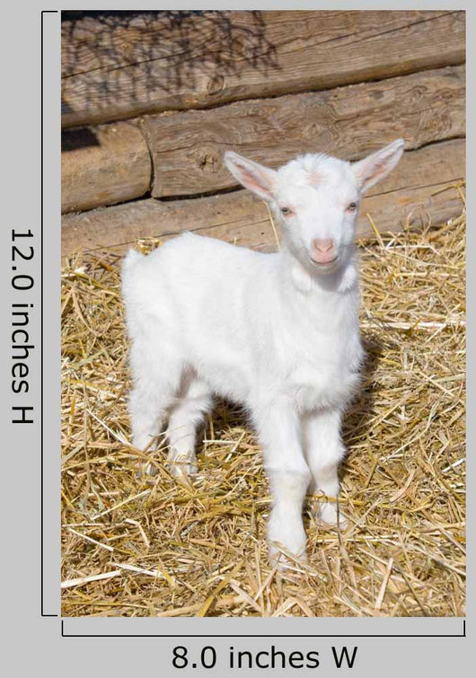 Young  goat. Wall Mural