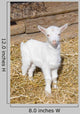 Young  goat. Wall Mural