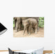 Baby Elephant Wall Decal