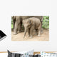 Baby Elephant Wall Decal
