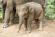 Baby Elephant Wall Decal