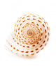Sea Shell