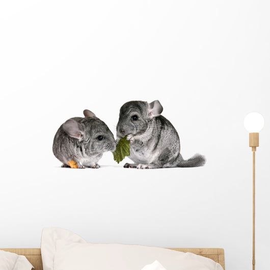 pair of young chinchillas with a dry leaf from a tree. Wall Decal