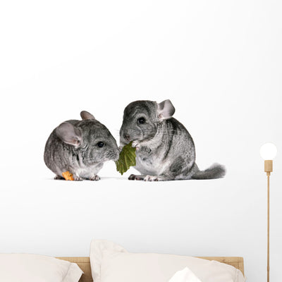 Pair Young Chinchillas with Wall Decal shown on a wall